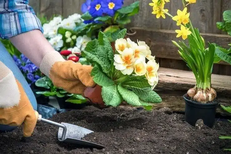 Benefits of Using Plant Services