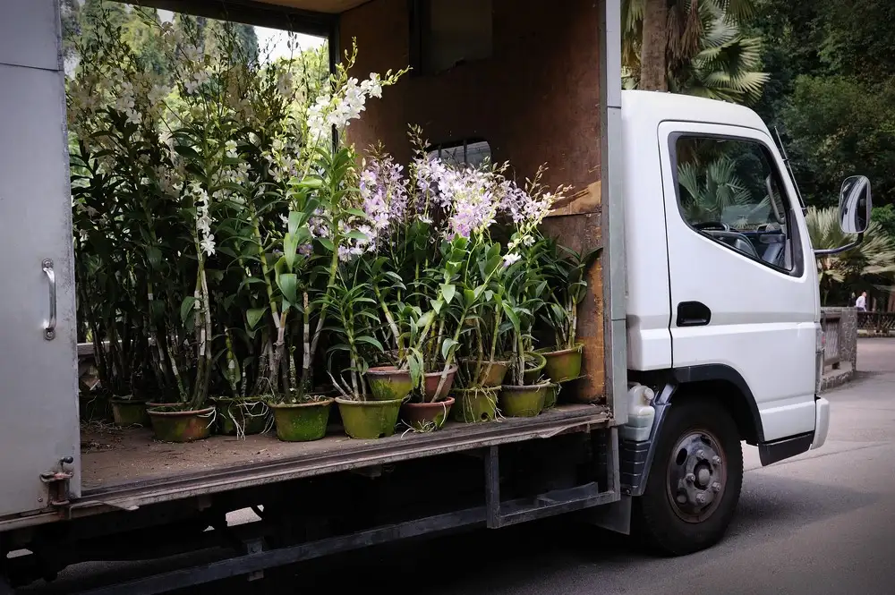 What Is the Best Plant Delivery Service