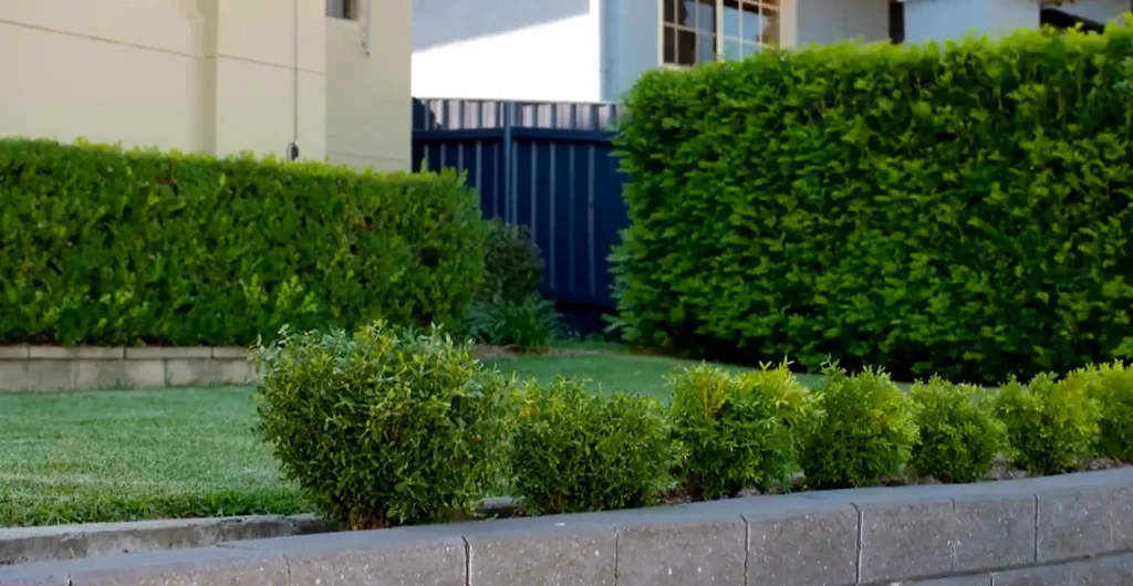 Shrub & Hedge Planting services